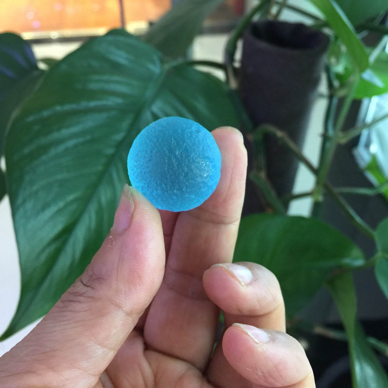 Hand holding a blue ball with green leaves in the background