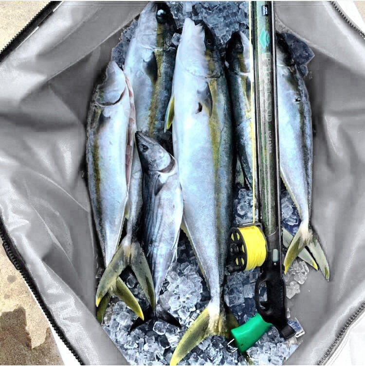 Fishing catch in a cooler with ice and a fishing rod.